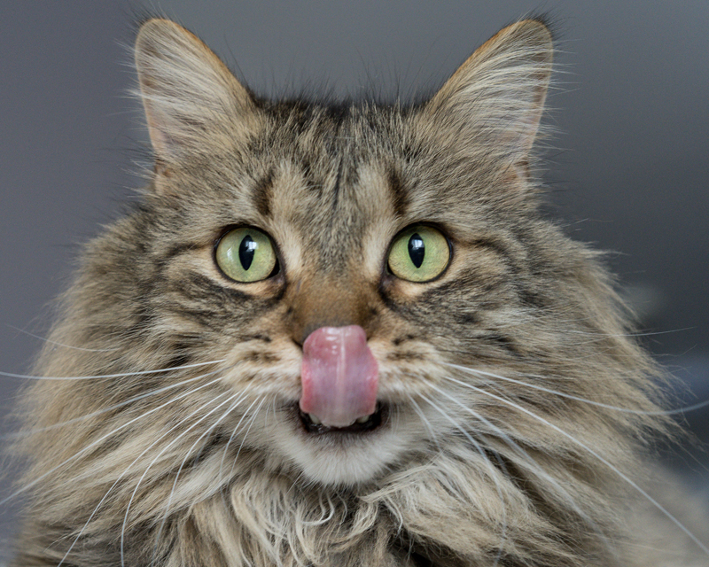 熱い食べ物が苦手な人を意味する 猫舌 その由来は 猫舌になる原因と改善法とは 日本タレント名鑑